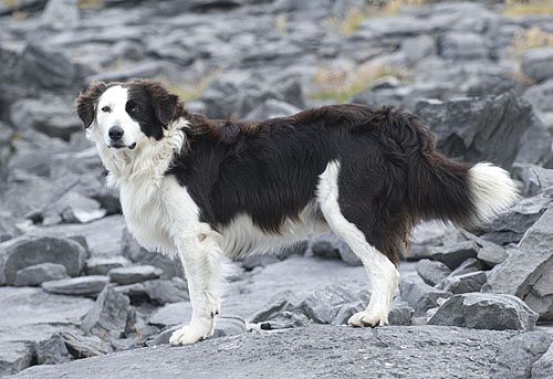 black and white dog on Inis Meain (Inish Mann) Aran Islands Ireland