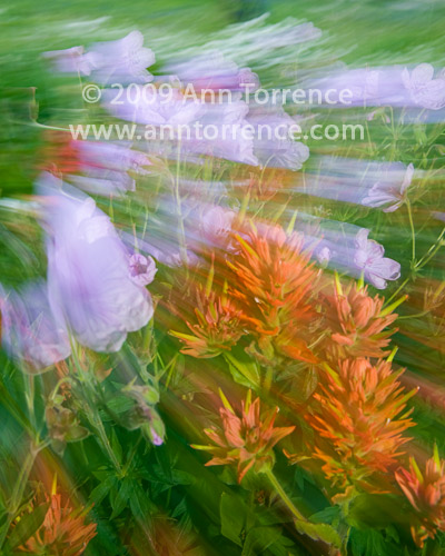 Flowers in motion, Albion Basin floral abstract