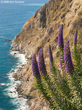 lupine wildflower big sur coast ocean