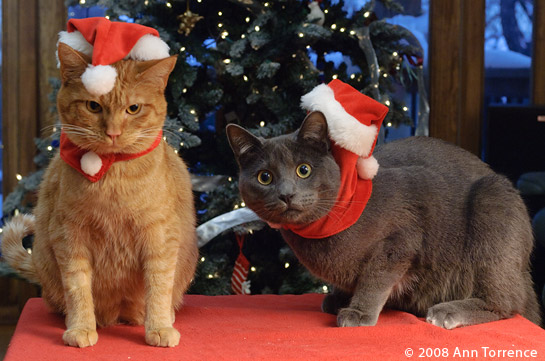 catschristmas_9333.jpg