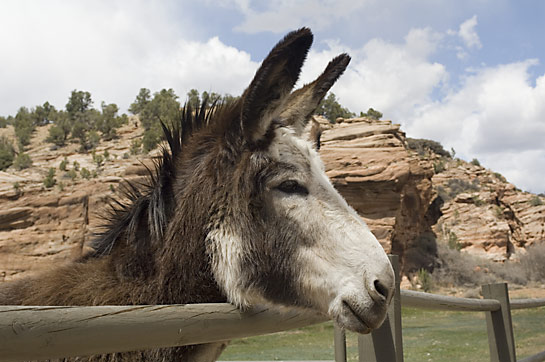 donkey sweetheart cute Best Friends Animal Sanctuary