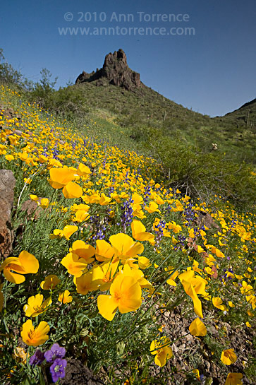 torrence_20100326_75002.jpg