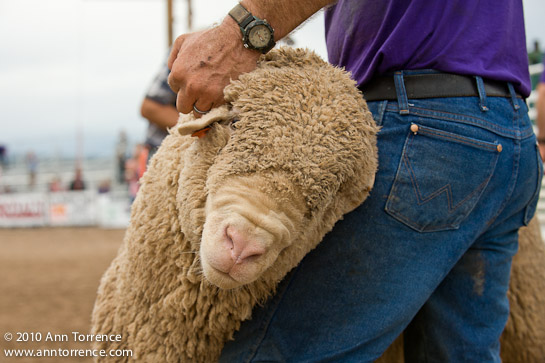 small fry rodeo mutton bustin
