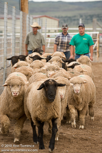 small fry rodeo mutton bustin