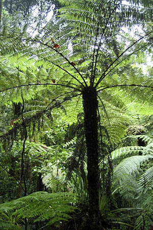 tree ferns in forest
