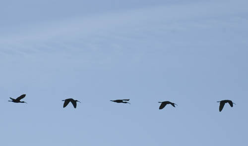 White Faced Ibis on the Great Salt Lake