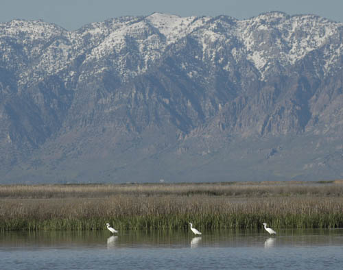 Snowy Egrets on the Great Salt Lake with Wellsville Moutains background
