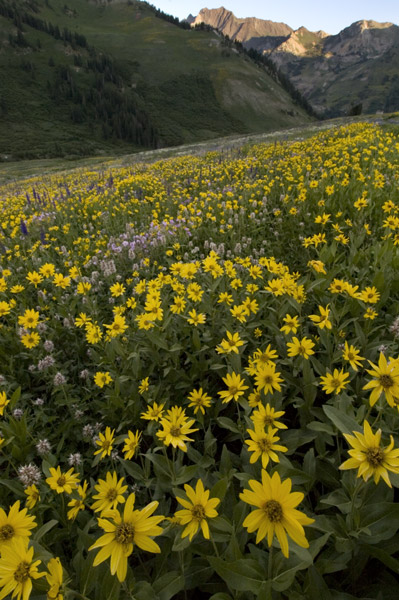 wildflowers at Albion